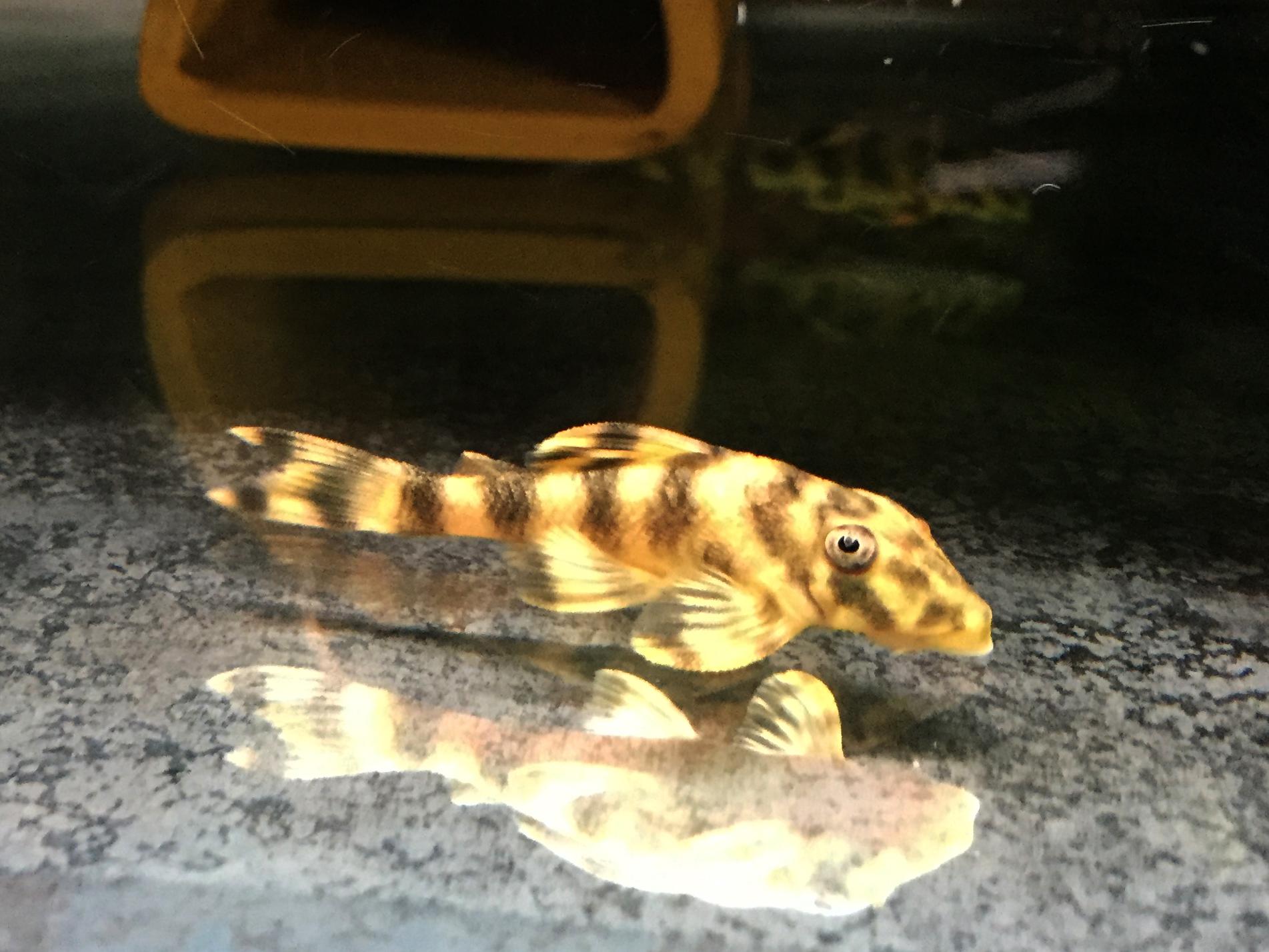 レア　Anne spore celect from pleco Ancistrus sp. 